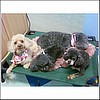 The Poodle Bunch